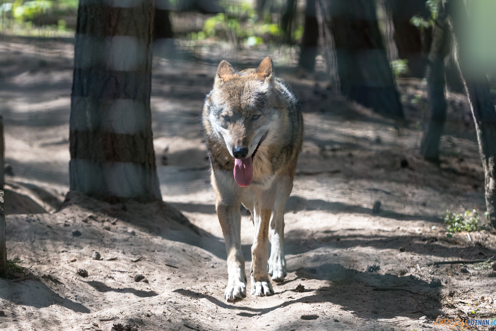Zwierzęta w poznańskim cologu Foto: lepszyPOZNAN.pl/Piotr Rychter Zwierzęta w poznańskim cologu Foto: lepszyPOZNAN.pl/Piotr Rychter
