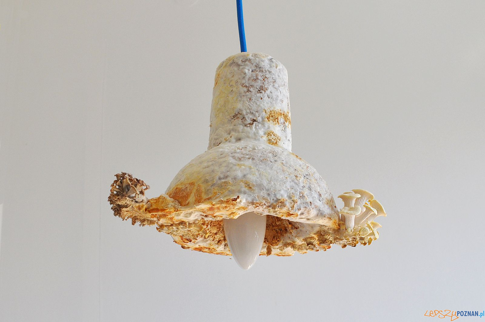 Wystawa microSYSTEMS_Marek_Głogowski lampa z grzybni Foto: Poznań Design Festiwal Wystawa microSYSTEMS_Marek_Głogowski lampa z grzybni Foto: Poznań Design Festiwal
