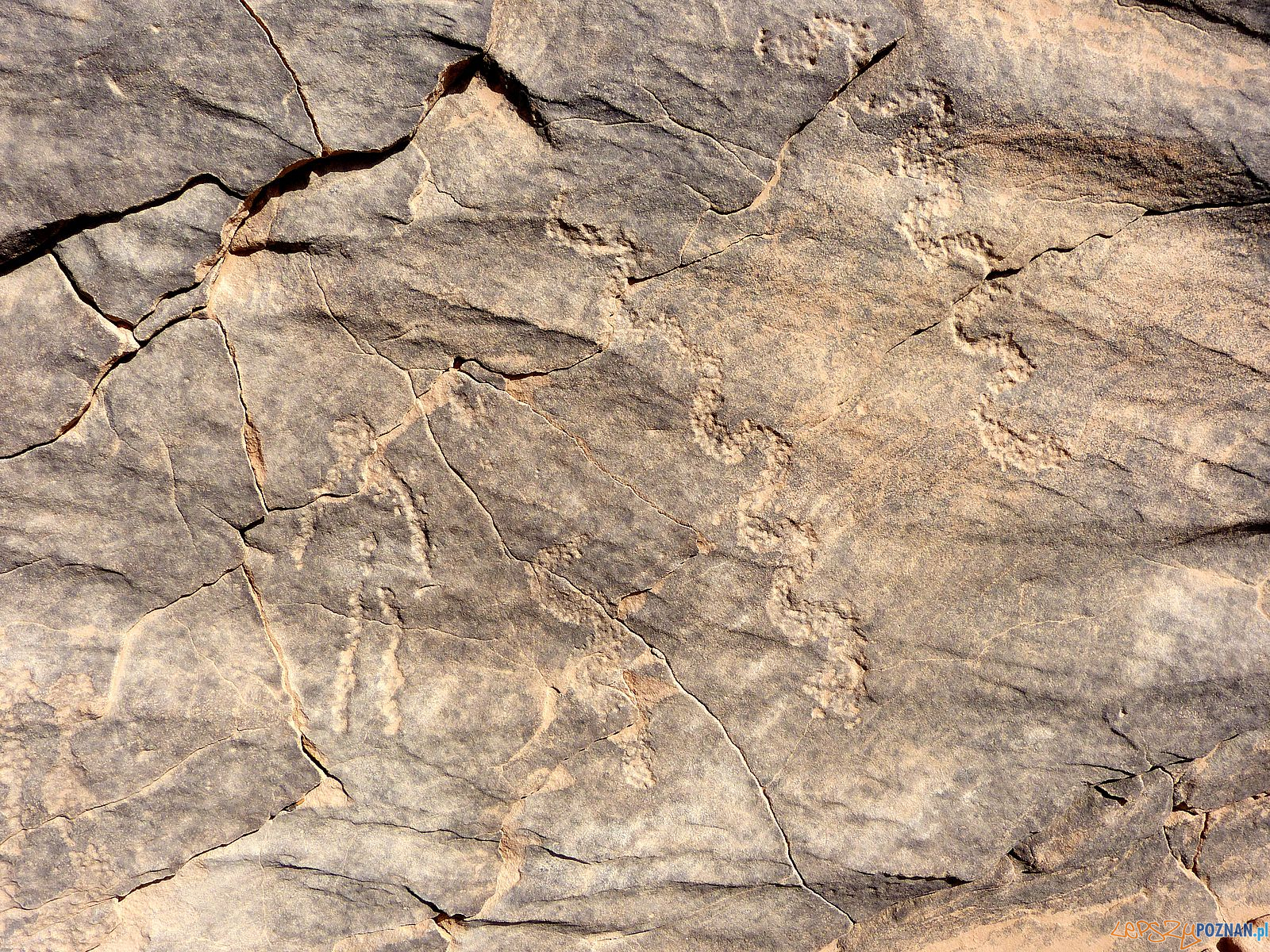 Sztuka naskalna Foto: Muzeum Archeologiczne / materiały prasowe Sztuka naskalna Foto: Muzeum Archeologiczne / materiały prasowe