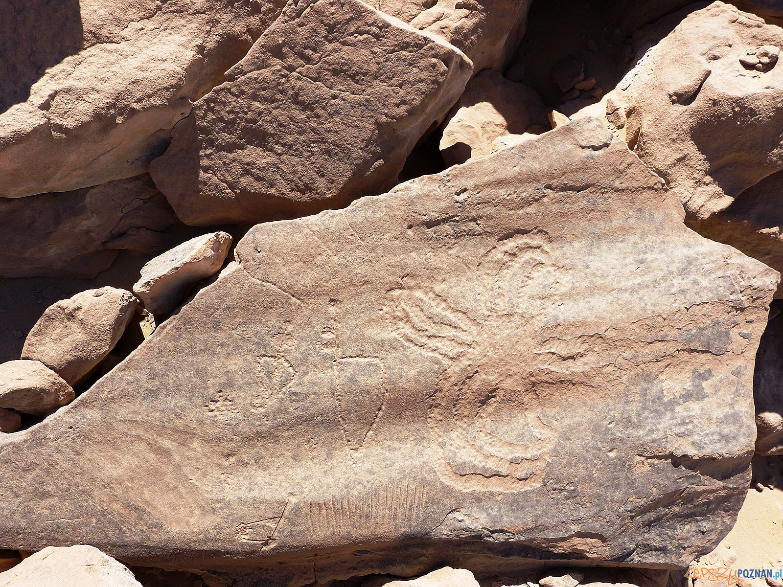 Sztuka naskalna Foto: Muzeum Archeologiczne / materiały prasowe Sztuka naskalna Foto: Muzeum Archeologiczne / materiały prasowe