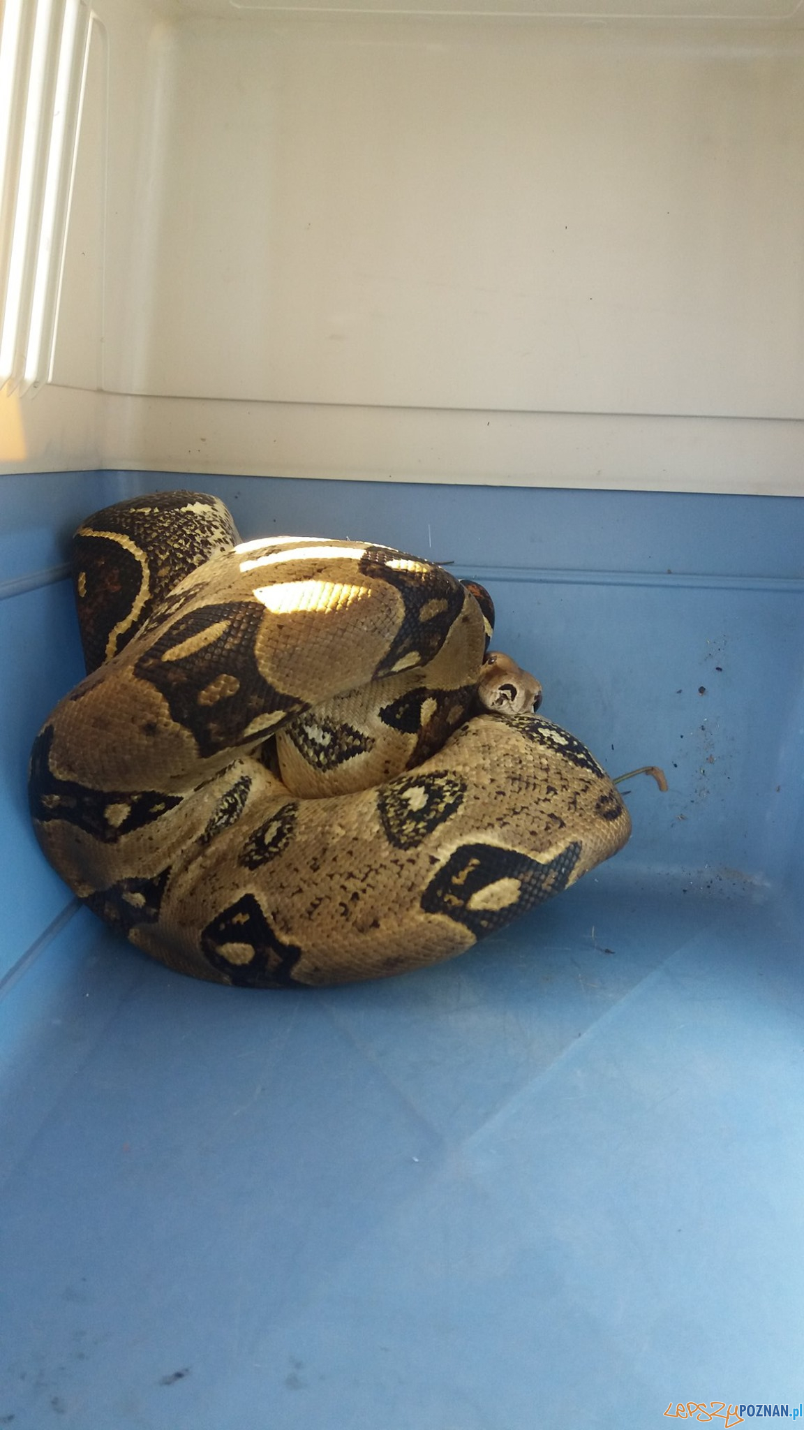 Straż Miejska - interwencja Foto: Straż Miejska / facebook Straż Miejska - interwencja Foto: Straż Miejska / facebook