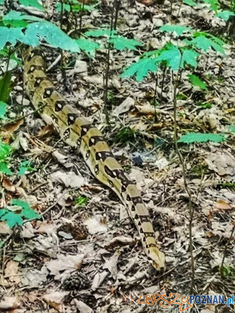 Straż Miejska - interwencja Foto: Straż Miejska - interwencja Foto: