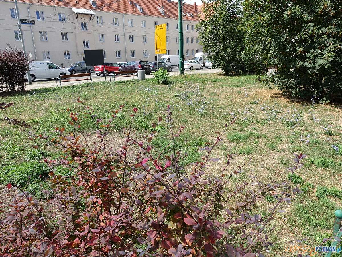 Nowe nasadzenia zielenie Foto: materiały prasowe / ZDM Nowe nasadzenia zielenie Foto: materiały prasowe / ZDM