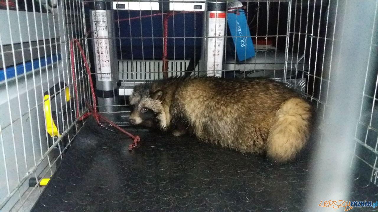 Straż Miejska - ratuje zwierzęta Foto: materiały prasow / SMP Straż Miejska - ratuje zwierzęta Foto: materiały prasow / SMP