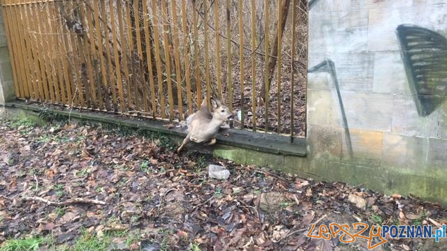 Straż Miejska - ratuje zwierzęta Foto: materiały prasow / SMP Straż Miejska - ratuje zwierzęta Foto: materiały prasow / SMP