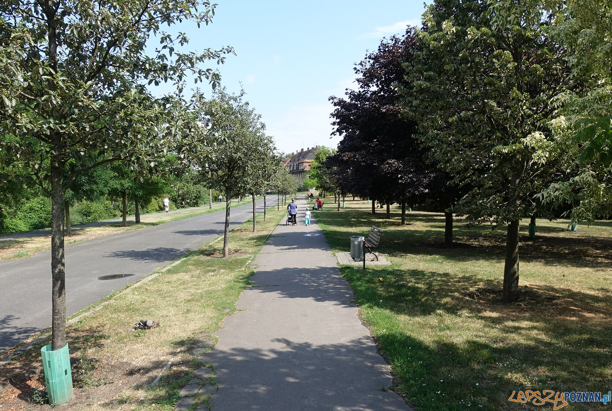 Nowe nasadzenia zielenie Foto: materiały prasowe / ZDM Nowe nasadzenia zielenie Foto: materiały prasowe / ZDM