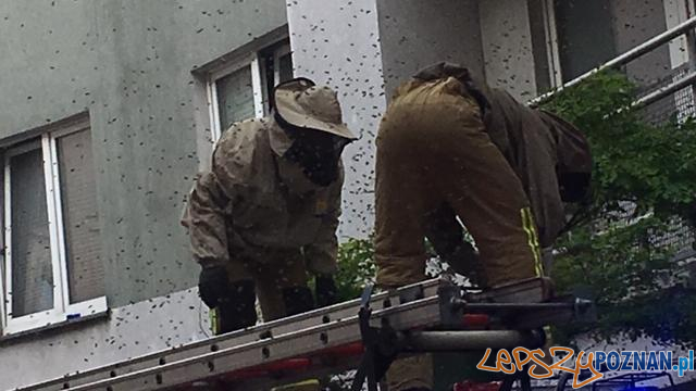 Straż Miejska - ratuje zwierzęta Foto: materiały prasow / SMP Straż Miejska - ratuje zwierzęta Foto: materiały prasow / SMP