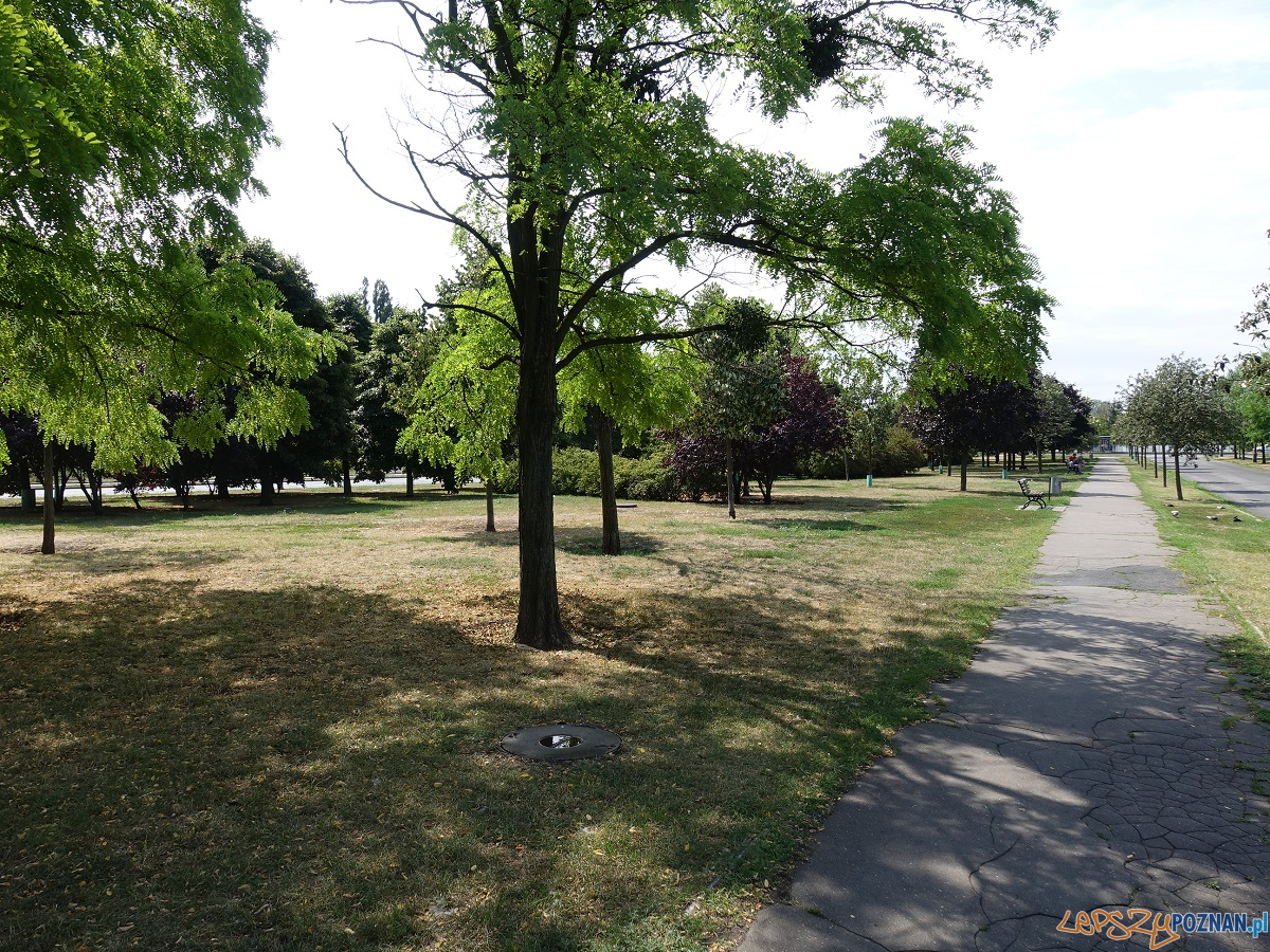 Nowe nasadzenia zielenie Foto: materiały prasowe / ZDM Nowe nasadzenia zielenie Foto: materiały prasowe / ZDM