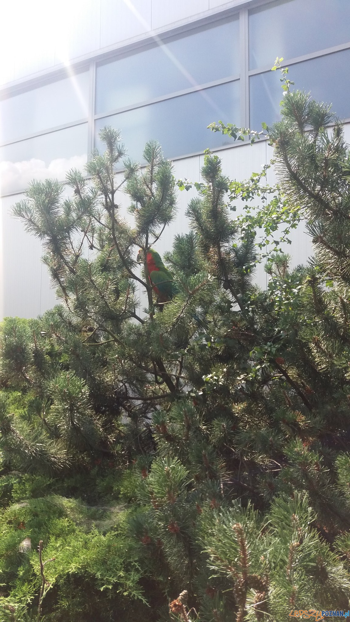 Papuga uciekinierka Foto: materiały prasowe / Straż Miejska Papuga uciekinierka Foto: materiały prasowe / Straż Miejska