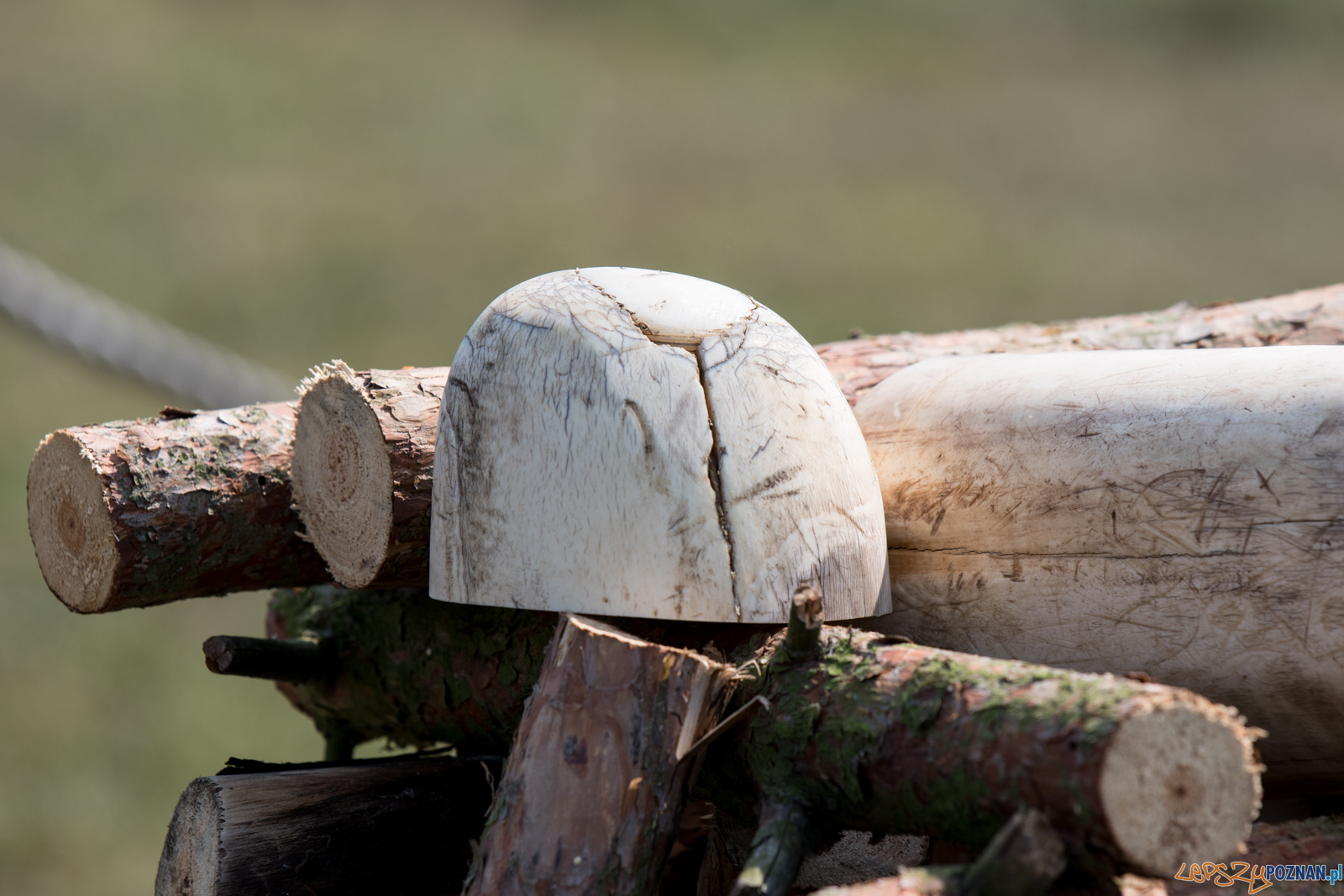 Spalenie kła słonia Ninio Foto: lepszyPOZNAN.pl / Ewelina Jaśkowiak Spalenie kła słonia Ninio Foto: lepszyPOZNAN.pl / Ewelina Jaśkowiak