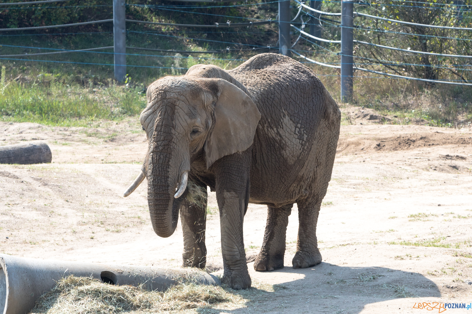 Spalenie kła Ninio Foto: lepszyPOZNAN.pl/Piotr Rychter Spalenie kła Ninio Foto: lepszyPOZNAN.pl/Piotr Rychter