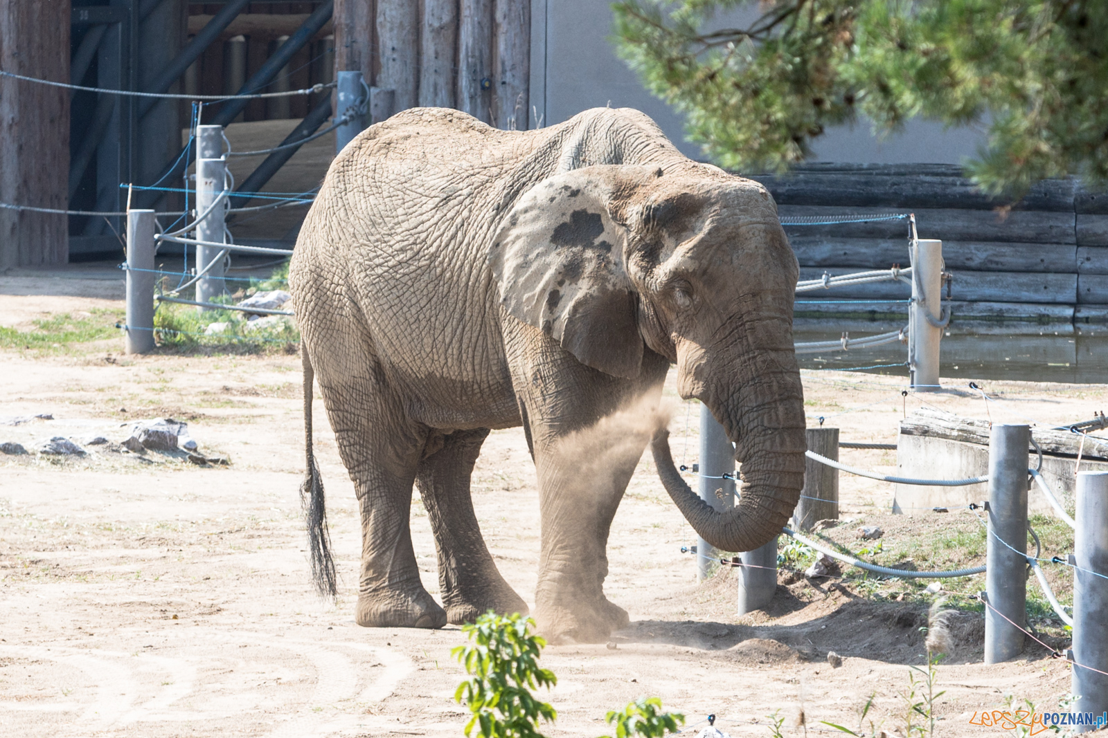 Spalenie kła Ninio Foto: lepszyPOZNAN.pl/Piotr Rychter Spalenie kła Ninio Foto: lepszyPOZNAN.pl/Piotr Rychter