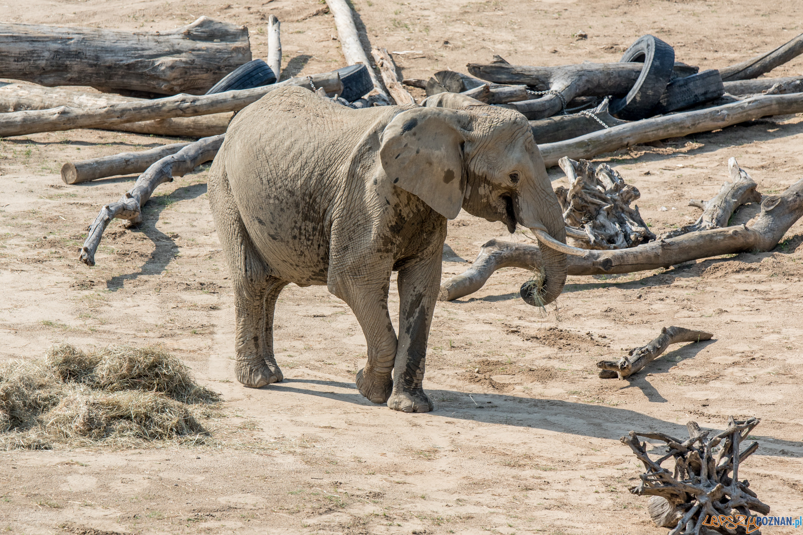 Spalenie kła słonia Ninio Foto: lepszyPOZNAN.pl / Ewelina Jaśkowiak Spalenie kła słonia Ninio Foto: lepszyPOZNAN.pl / Ewelina Jaśkowiak