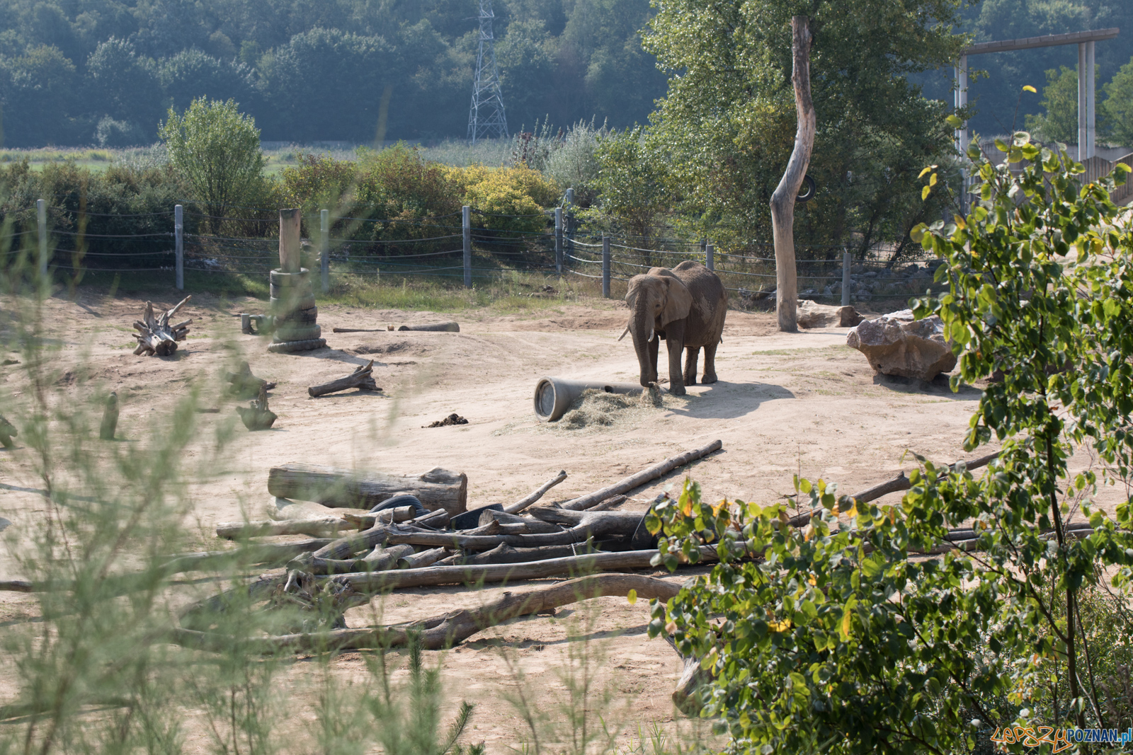 Spalenie kła słonia Ninio Foto: lepszyPOZNAN.pl / Ewelina Jaśkowiak Spalenie kła słonia Ninio Foto: lepszyPOZNAN.pl / Ewelina Jaśkowiak