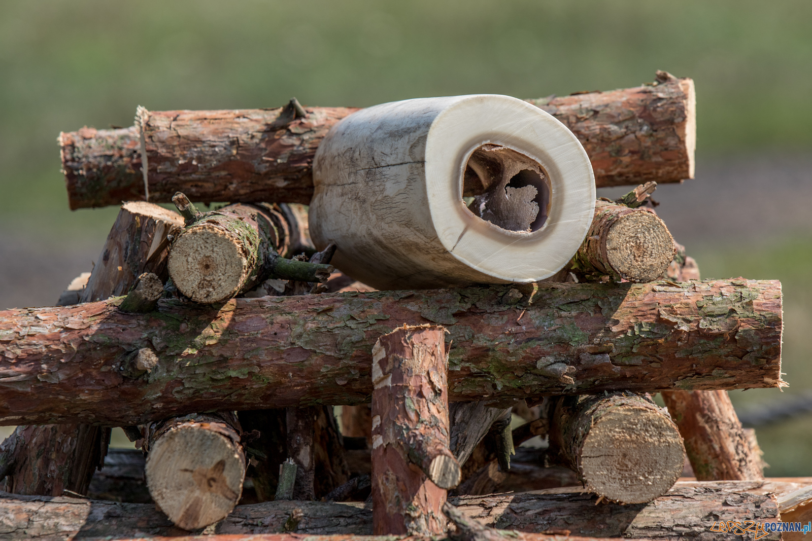 Spalenie kła słonia Ninio Foto: lepszyPOZNAN.pl / Ewelina Jaśkowiak Spalenie kła słonia Ninio Foto: lepszyPOZNAN.pl / Ewelina Jaśkowiak