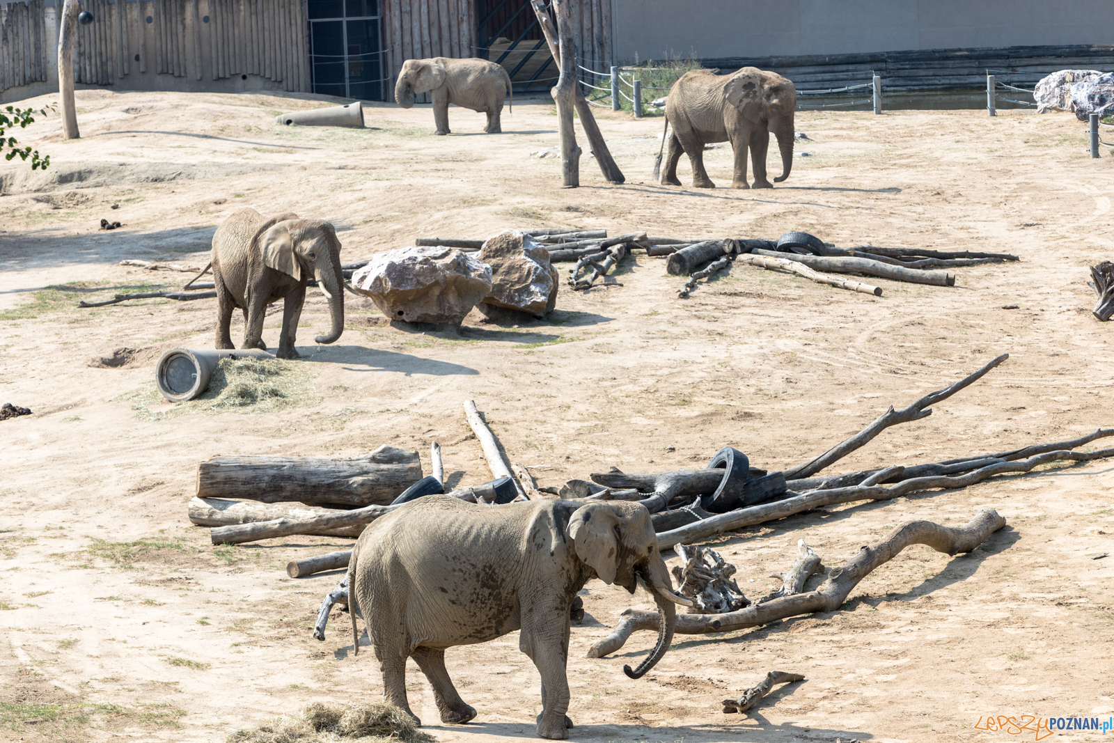 Spalenie kła Ninio Foto: lepszyPOZNAN.pl/Piotr Rychter Spalenie kła Ninio Foto: lepszyPOZNAN.pl/Piotr Rychter