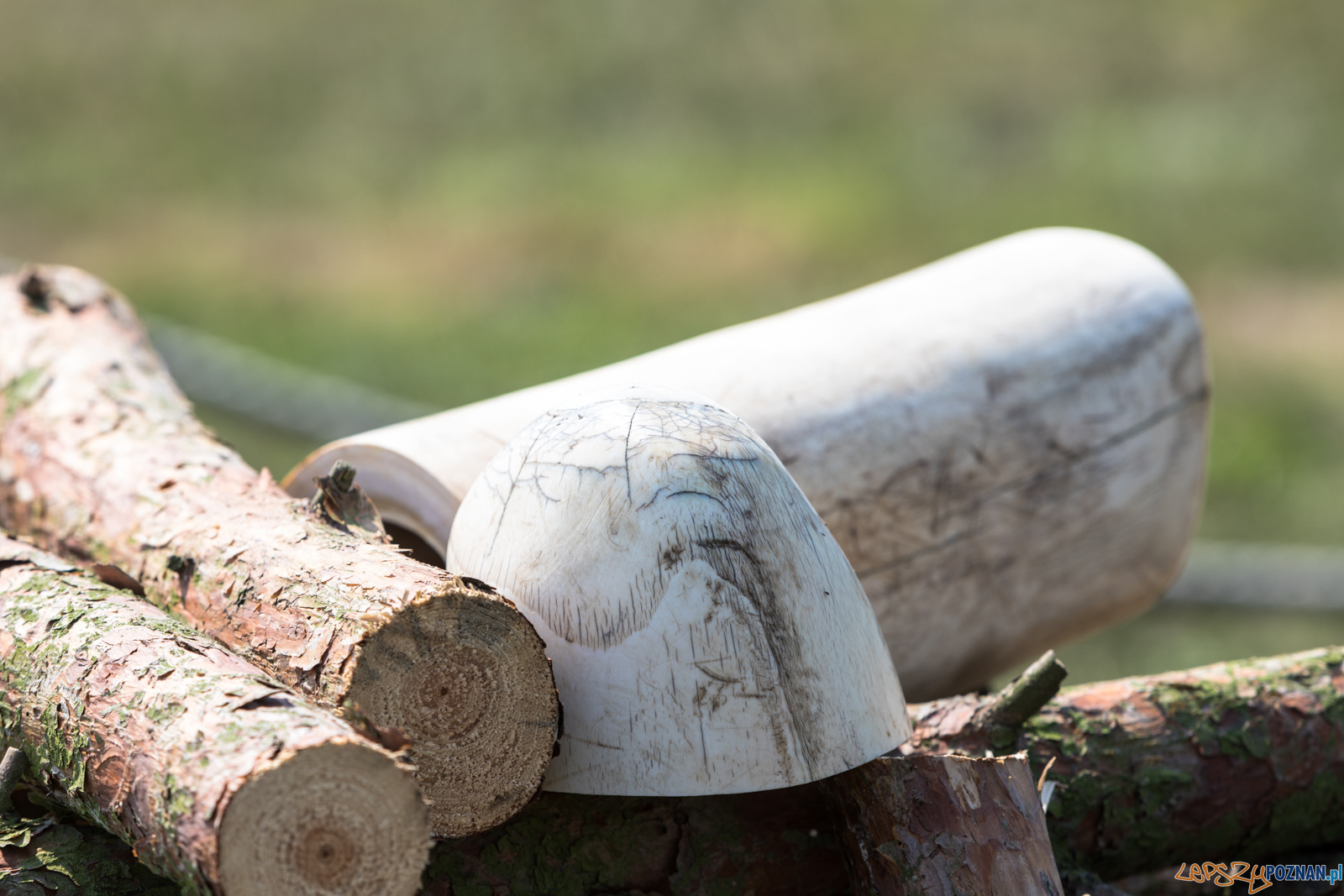 Spalenie kła Ninio Foto: lepszyPOZNAN.pl/Piotr Rychter Spalenie kła Ninio Foto: lepszyPOZNAN.pl/Piotr Rychter