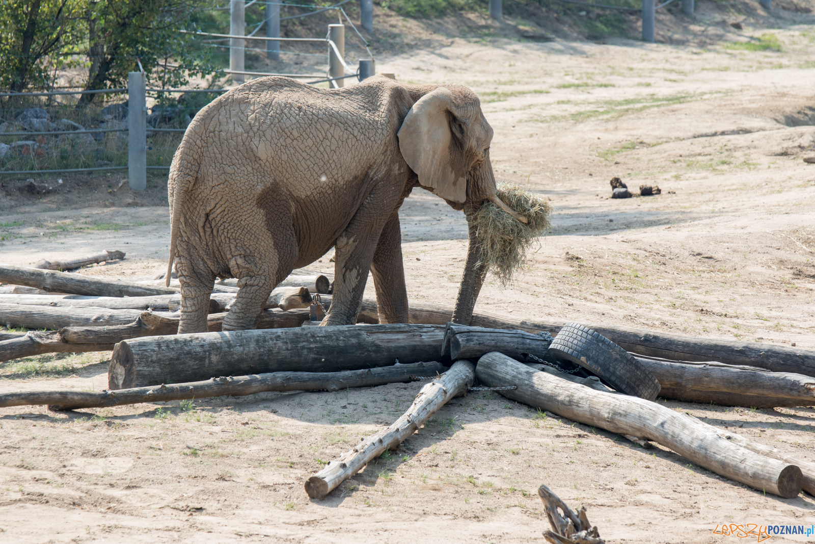 Spalenie kła słonia Ninio Foto: lepszyPOZNAN.pl / Ewelina Jaśkowiak Spalenie kła słonia Ninio Foto: lepszyPOZNAN.pl / Ewelina Jaśkowiak