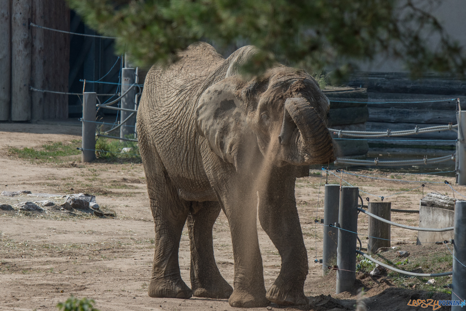 Spalenie kła słonia Ninio Foto: lepszyPOZNAN.pl / Ewelina Jaśkowiak Spalenie kła słonia Ninio Foto: lepszyPOZNAN.pl / Ewelina Jaśkowiak