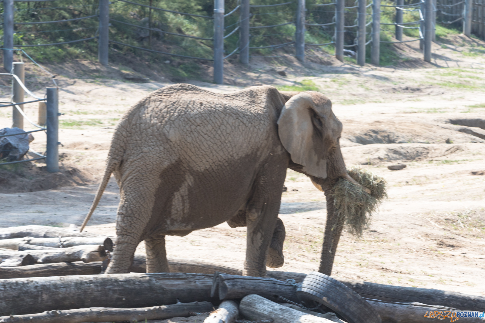 Spalenie kła Ninio Foto: lepszyPOZNAN.pl/Piotr Rychter Spalenie kła Ninio Foto: lepszyPOZNAN.pl/Piotr Rychter