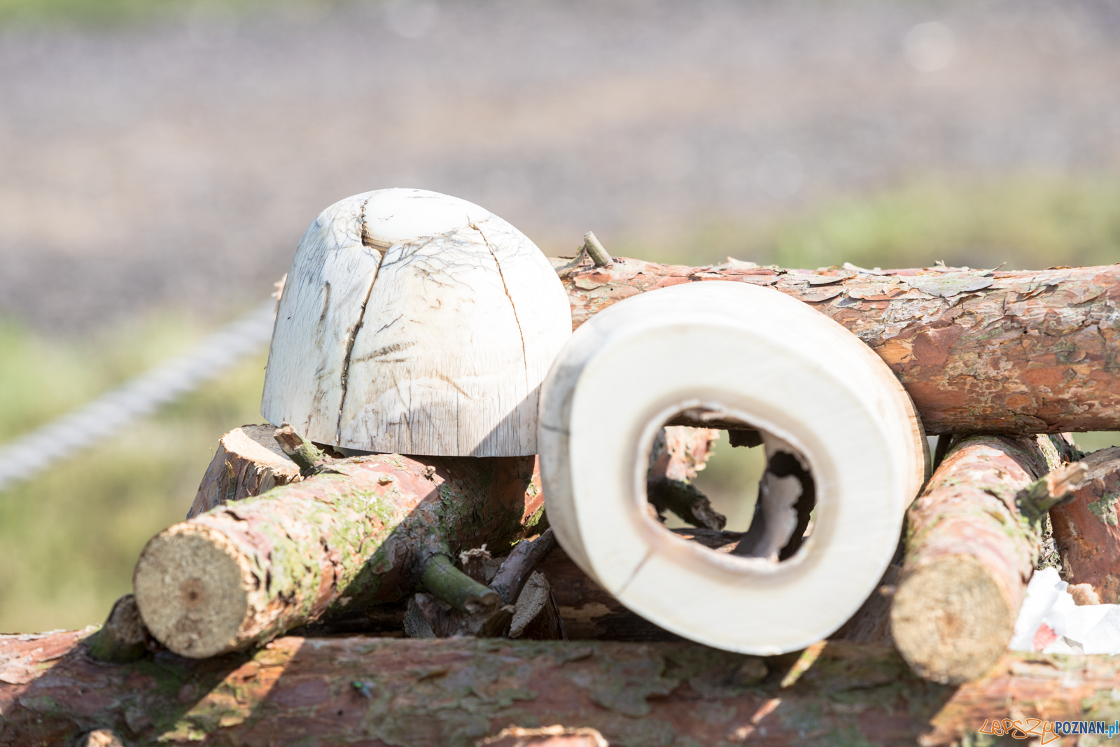 Spalenie kła Ninio Foto: lepszyPOZNAN.pl/Piotr Rychter Spalenie kła Ninio Foto: lepszyPOZNAN.pl/Piotr Rychter