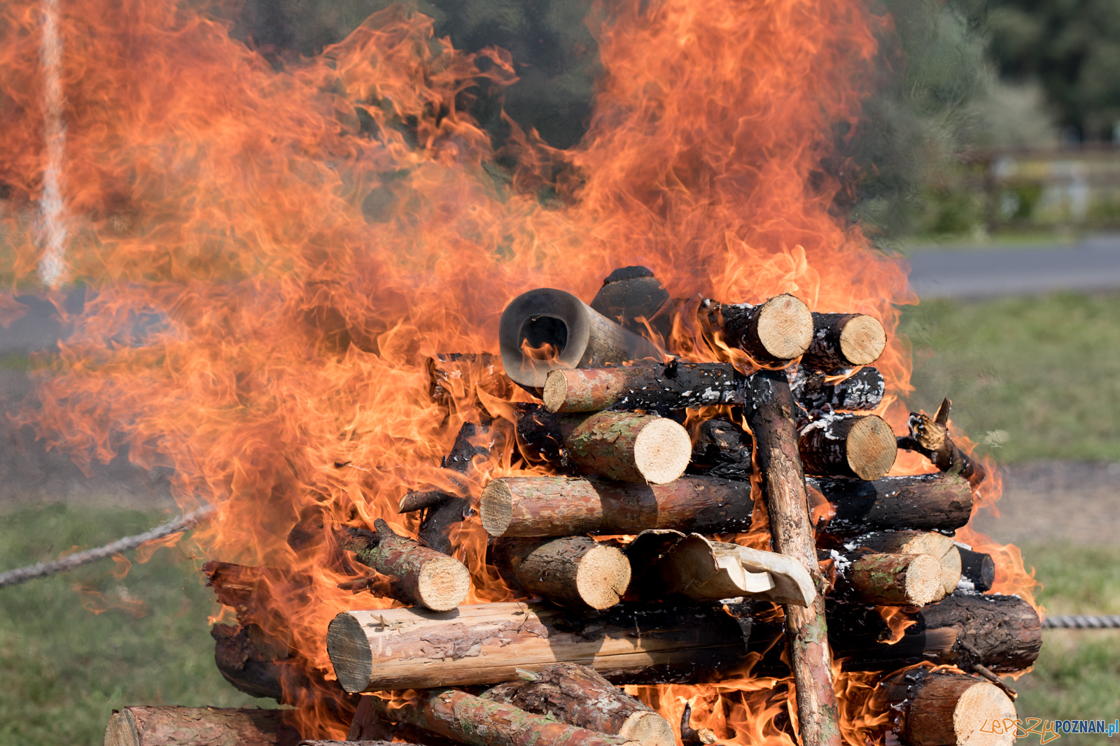 Spalenie kła słonia Ninio Foto: lepszyPOZNAN.pl / Ewelina Jaśkowiak Spalenie kła słonia Ninio Foto: lepszyPOZNAN.pl / Ewelina Jaśkowiak