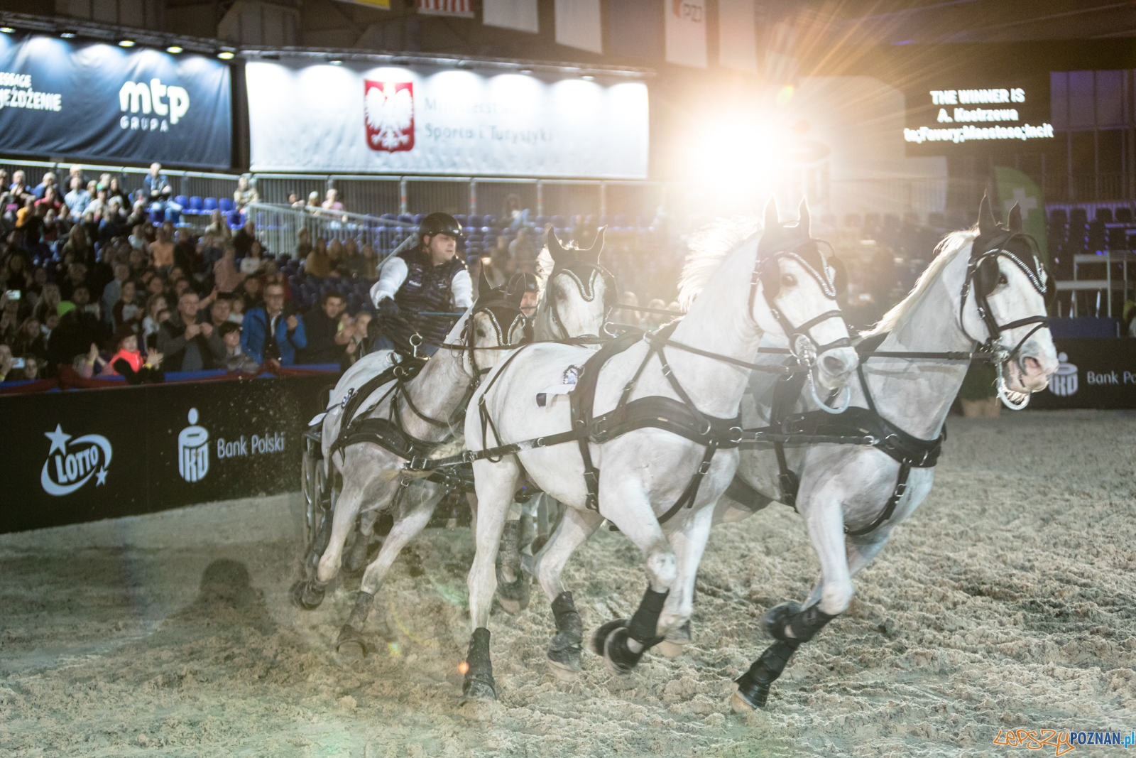 Cavaliada - Halowy Puchar Polski w Powożeniu Zaprzęgami Cztero Foto: lepszyPOZNAN.pl/Piotr Rychter Cavaliada - Halowy Puchar Polski w Powożeniu Zaprzęgami Cztero Foto: lepszyPOZNAN.pl/Piotr Rychter