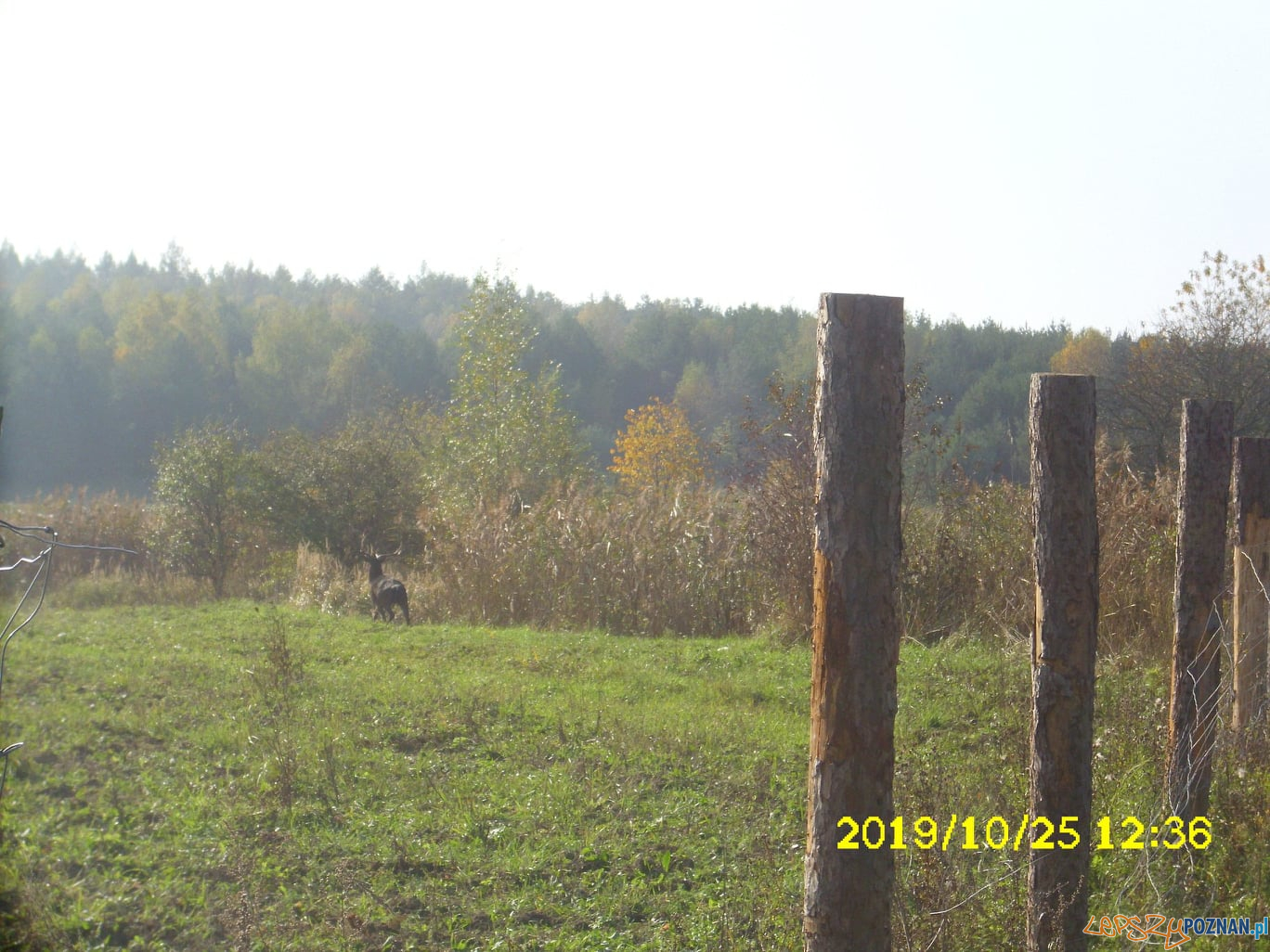 Interwencje Straży Miejskiej Foto: UMiG w Murowanej Goślinie Interwencje Straży Miejskiej Foto: UMiG w Murowanej Goślinie
