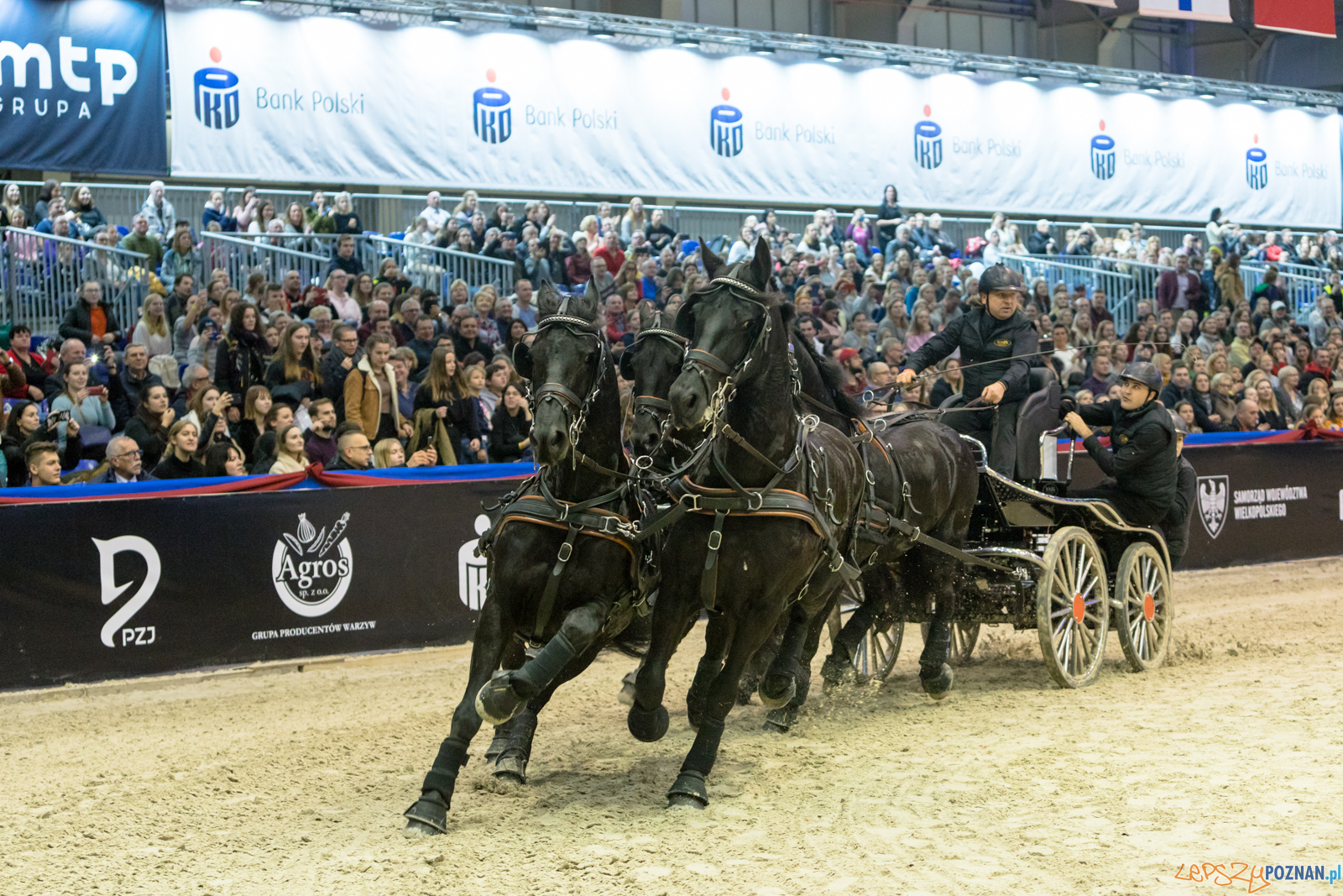 Cavaliada - Halowy Puchar Polski w Powożeniu Zaprzęgami Cztero Foto: lepszyPOZNAN.pl/Piotr Rychter Cavaliada - Halowy Puchar Polski w Powożeniu Zaprzęgami Cztero Foto: lepszyPOZNAN.pl/Piotr Rychter