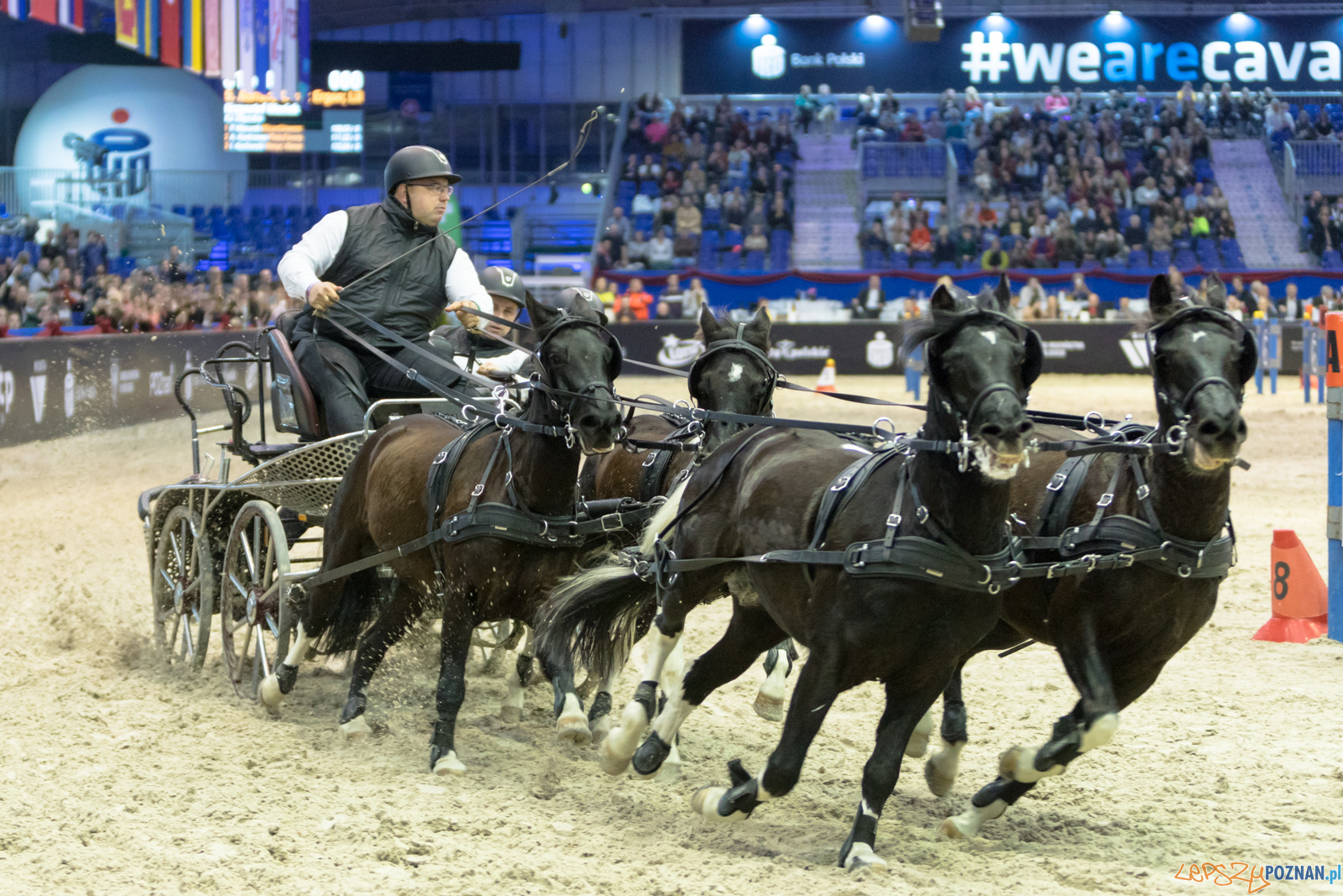 Cavaliada - Halowy Puchar Polski w Powożeniu Zaprzęgami Cztero Foto: lepszyPOZNAN.pl/Piotr Rychter Cavaliada - Halowy Puchar Polski w Powożeniu Zaprzęgami Cztero Foto: lepszyPOZNAN.pl/Piotr Rychter