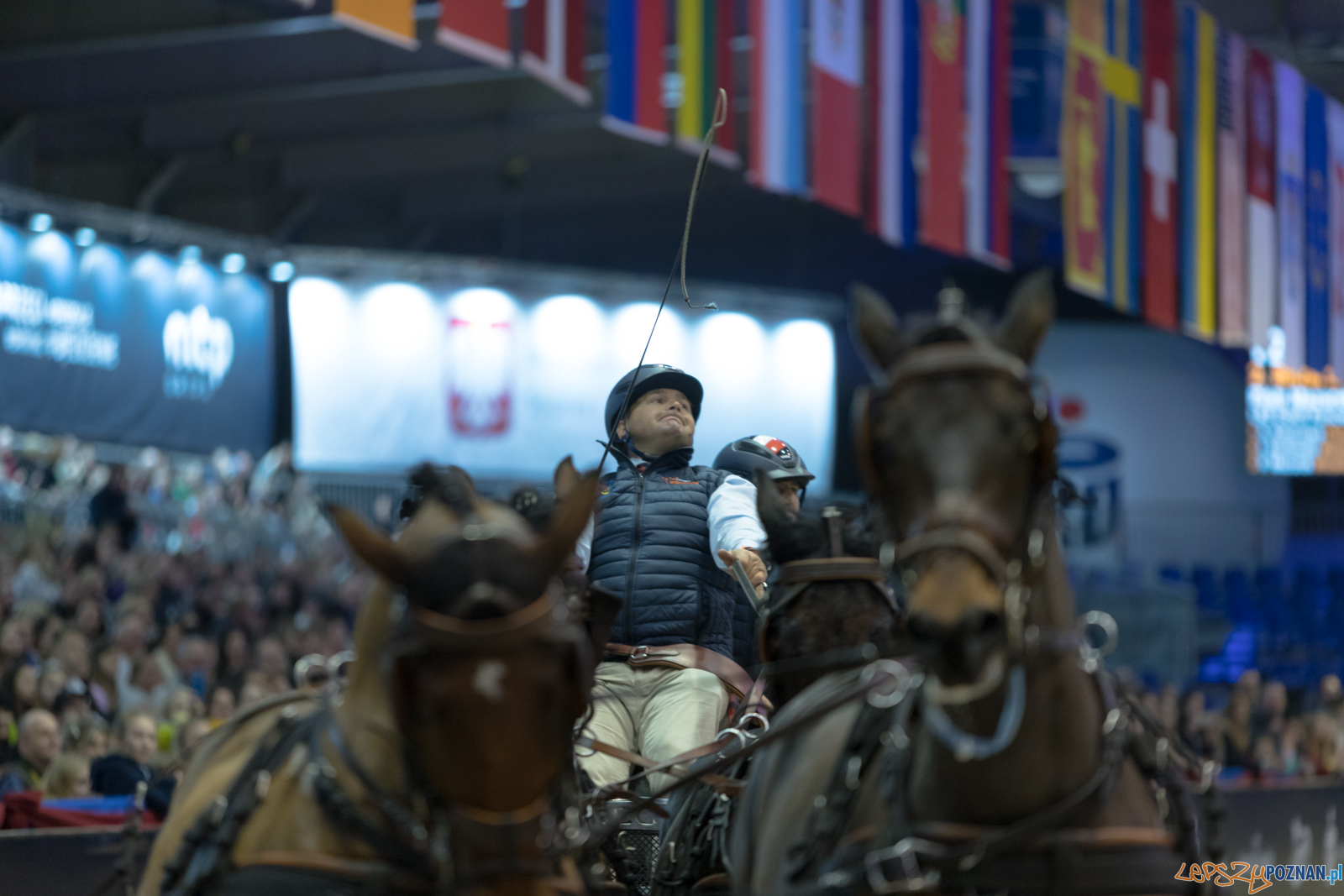Cavaliada - Halowy Puchar Polski w Powożeniu Zaprzęgami Cztero Foto: lepszyPOZNAN.pl/Piotr Rychter Cavaliada - Halowy Puchar Polski w Powożeniu Zaprzęgami Cztero Foto: lepszyPOZNAN.pl/Piotr Rychter
