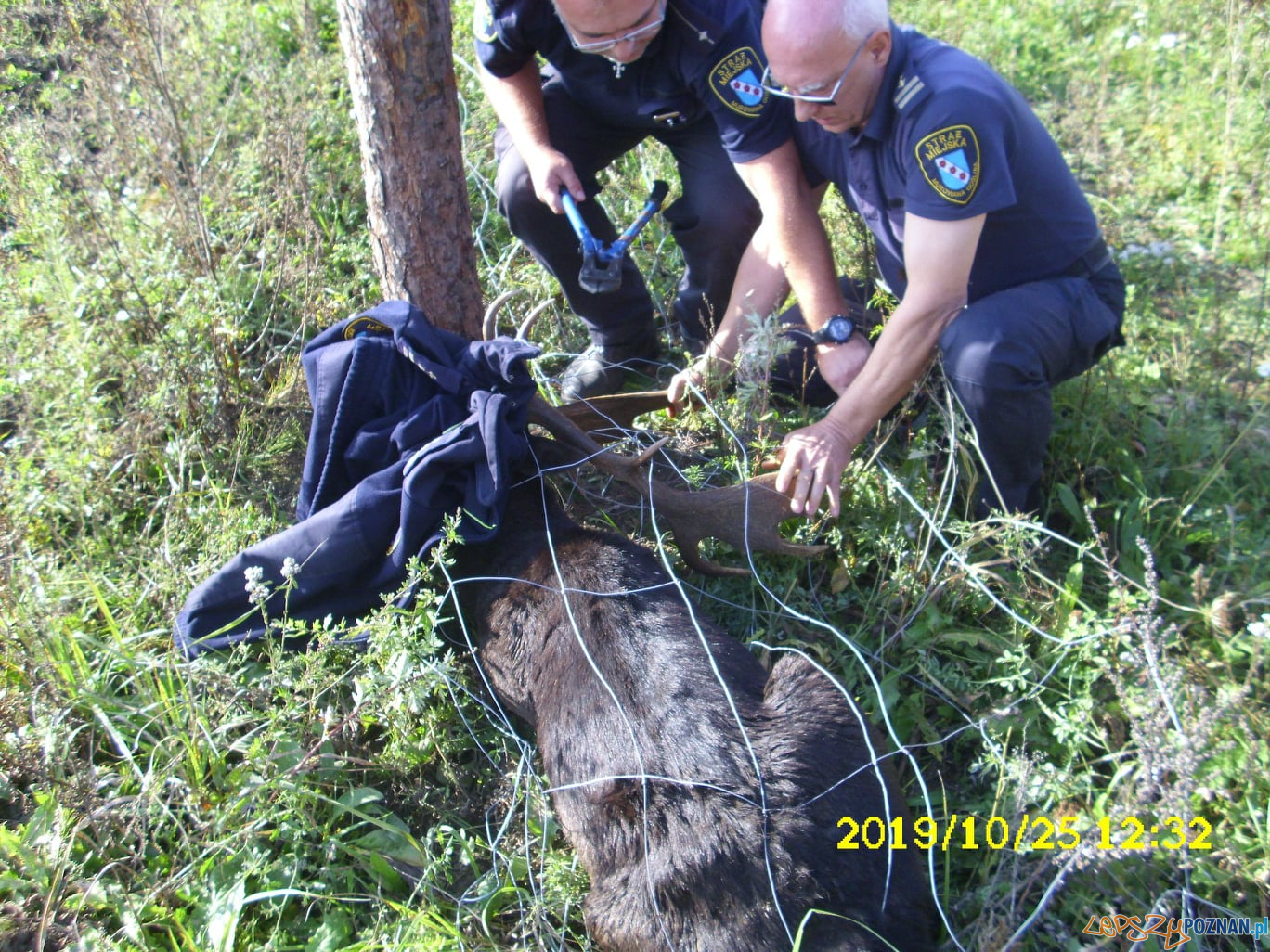 Interwencje Straży Miejskiej Foto: UMiG w Murowanej Goślinie Interwencje Straży Miejskiej Foto: UMiG w Murowanej Goślinie