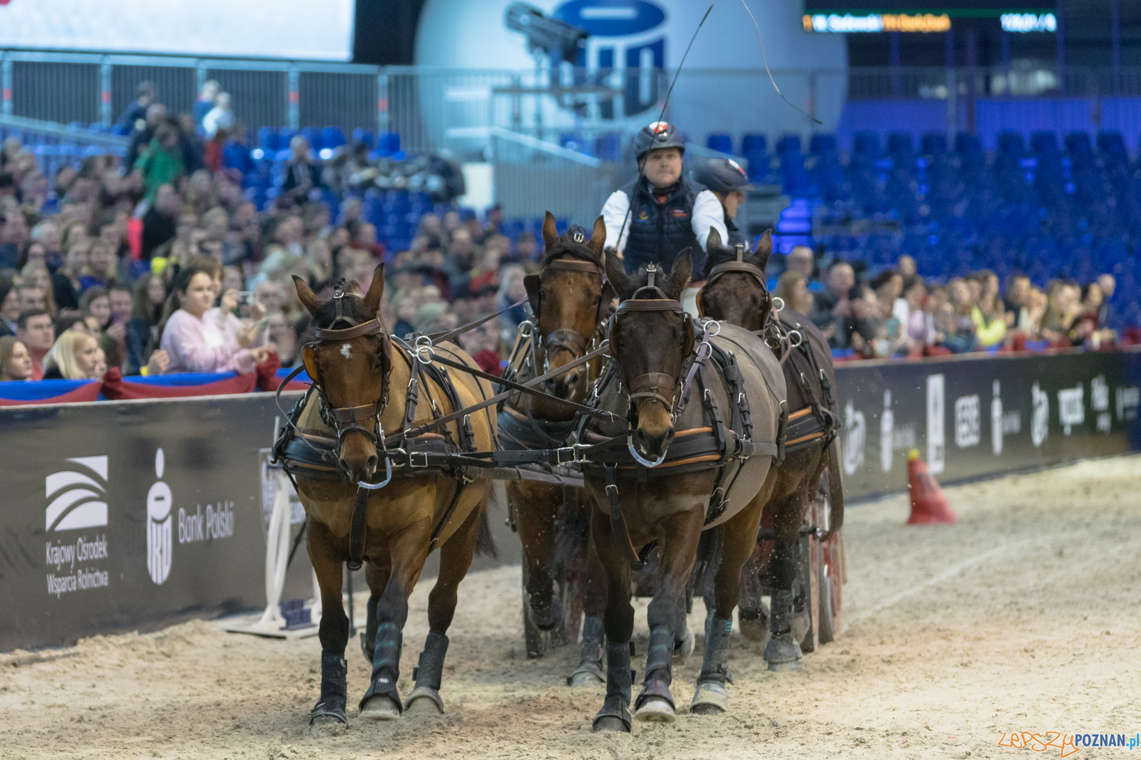 Cavaliada - Halowy Puchar Polski w Powożeniu Zaprzęgami Cztero Foto: lepszyPOZNAN.pl/Piotr Rychter Cavaliada - Halowy Puchar Polski w Powożeniu Zaprzęgami Cztero Foto: lepszyPOZNAN.pl/Piotr Rychter