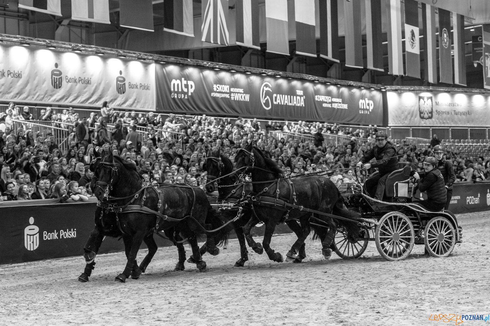 Cavaliada - Halowy Puchar Polski w Powożeniu Zaprzęgami Cztero Foto: lepszyPOZNAN.pl/Piotr Rychter Cavaliada - Halowy Puchar Polski w Powożeniu Zaprzęgami Cztero Foto: lepszyPOZNAN.pl/Piotr Rychter