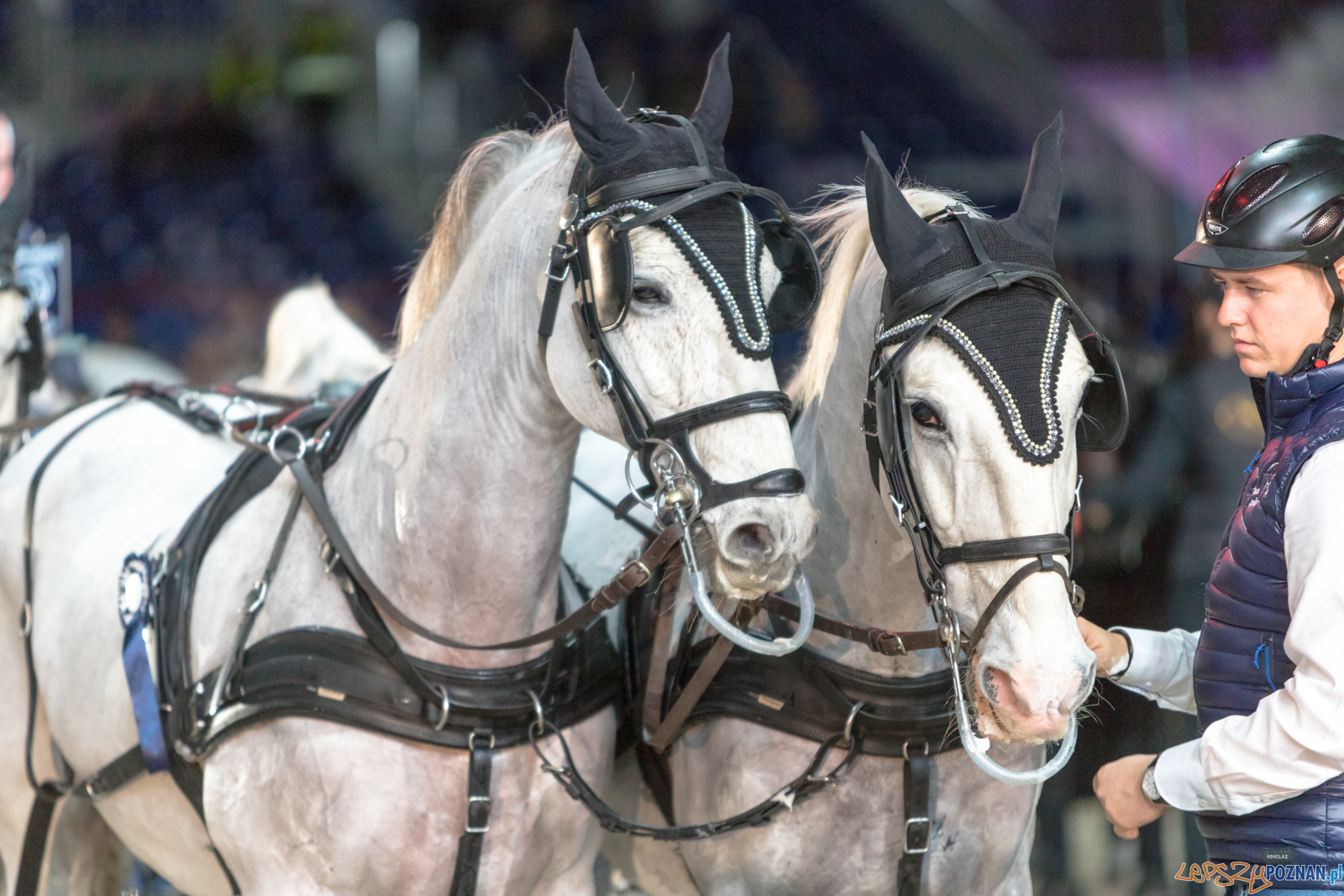 Cavaliada - Halowy Puchar Polski w Powożeniu Zaprzęgami Cztero Foto: lepszyPOZNAN.pl/Piotr Rychter Cavaliada - Halowy Puchar Polski w Powożeniu Zaprzęgami Cztero Foto: lepszyPOZNAN.pl/Piotr Rychter