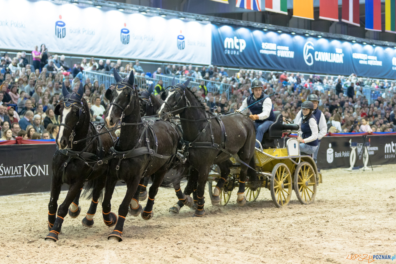 Cavaliada - Halowy Puchar Polski w Powożeniu Zaprzęgami Cztero Foto: lepszyPOZNAN.pl/Piotr Rychter Cavaliada - Halowy Puchar Polski w Powożeniu Zaprzęgami Cztero Foto: lepszyPOZNAN.pl/Piotr Rychter