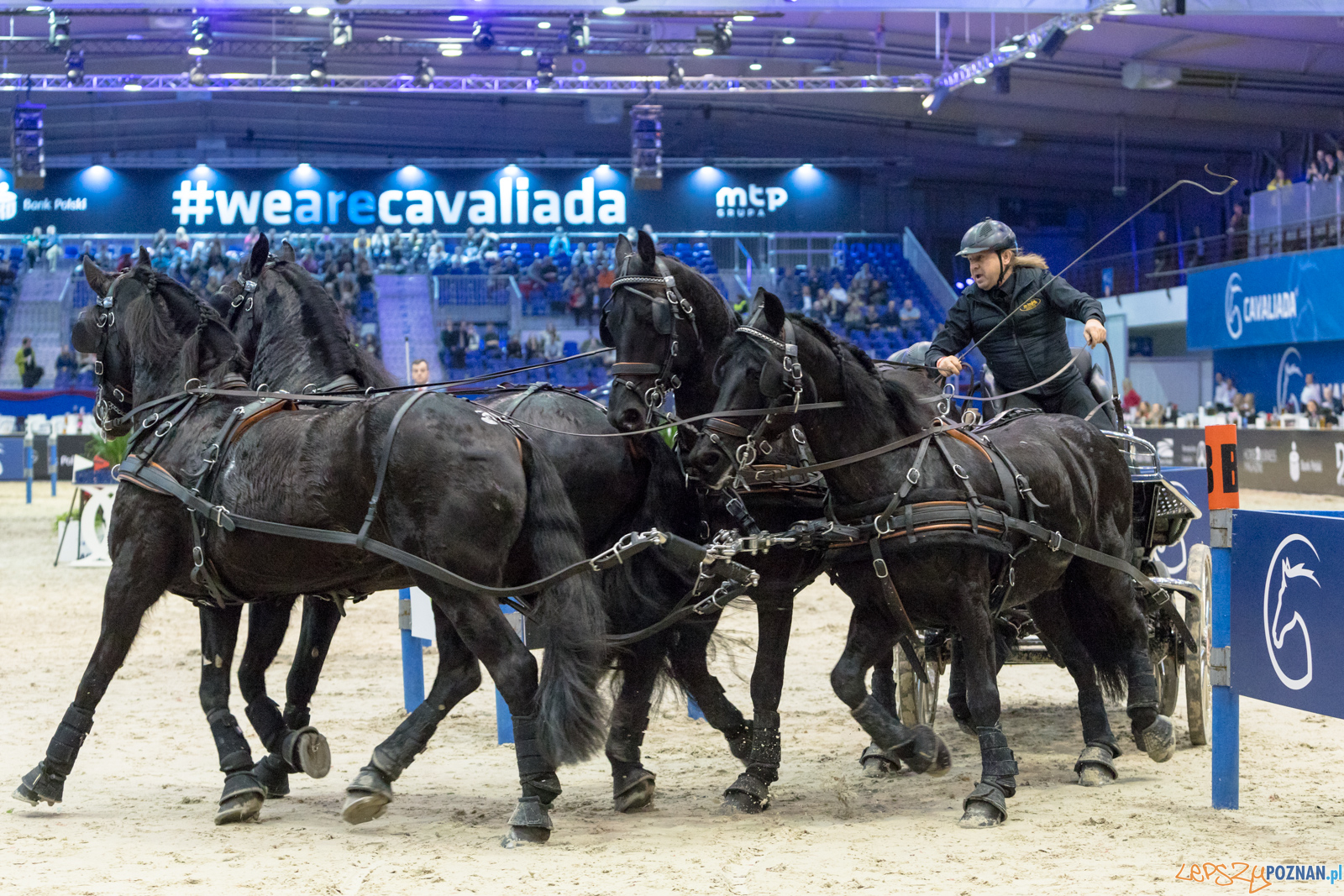 Cavaliada - Halowy Puchar Polski w Powożeniu Zaprzęgami Cztero Foto: lepszyPOZNAN.pl/Piotr Rychter Cavaliada - Halowy Puchar Polski w Powożeniu Zaprzęgami Cztero Foto: lepszyPOZNAN.pl/Piotr Rychter