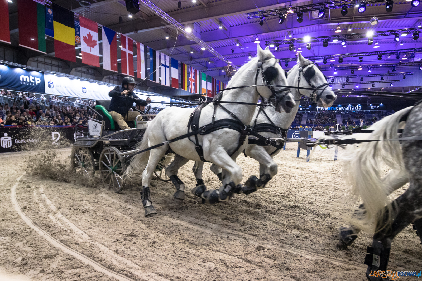 Cavaliada - Halowy Puchar Polski w Powożeniu Zaprzęgami Cztero Foto: lepszyPOZNAN.pl/Piotr Rychter Cavaliada - Halowy Puchar Polski w Powożeniu Zaprzęgami Cztero Foto: lepszyPOZNAN.pl/Piotr Rychter
