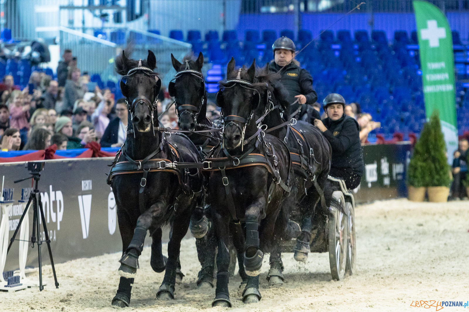 Cavaliada - Halowy Puchar Polski w Powożeniu Zaprzęgami Cztero Foto: lepszyPOZNAN.pl/Piotr Rychter Cavaliada - Halowy Puchar Polski w Powożeniu Zaprzęgami Cztero Foto: lepszyPOZNAN.pl/Piotr Rychter