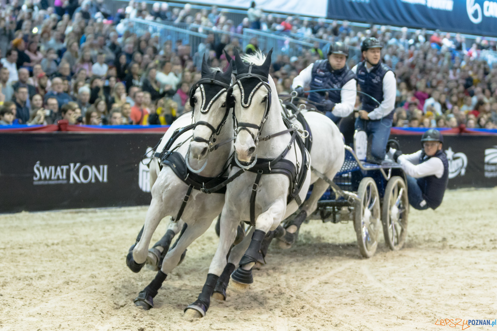 Cavaliada - Halowy Puchar Polski w Powożeniu Zaprzęgami Cztero Foto: lepszyPOZNAN.pl/Piotr Rychter Cavaliada - Halowy Puchar Polski w Powożeniu Zaprzęgami Cztero Foto: lepszyPOZNAN.pl/Piotr Rychter