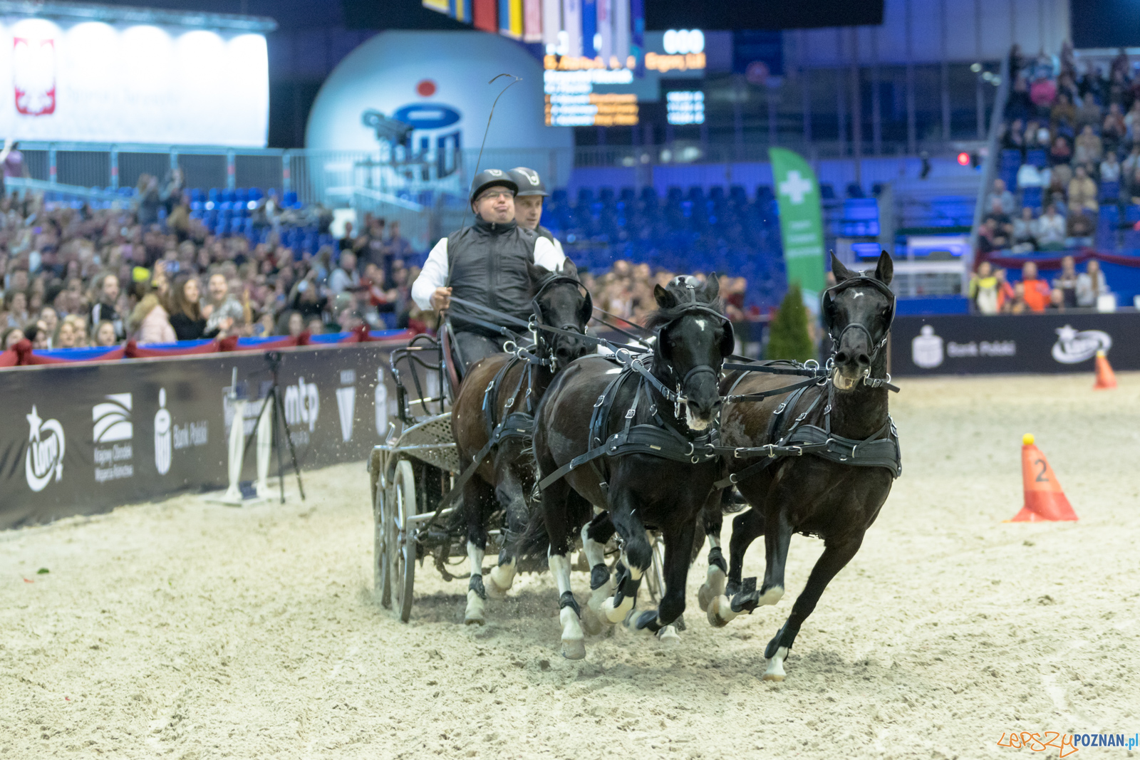 Cavaliada - Halowy Puchar Polski w Powożeniu Zaprzęgami Cztero Foto: lepszyPOZNAN.pl/Piotr Rychter Cavaliada - Halowy Puchar Polski w Powożeniu Zaprzęgami Cztero Foto: lepszyPOZNAN.pl/Piotr Rychter