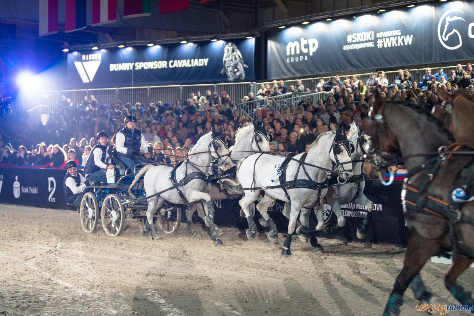 Cavaliada - Halowy Puchar Polski w Powożeniu Zaprzęgami Cztero Foto: lepszyPOZNAN.pl/Piotr Rychter Cavaliada - Halowy Puchar Polski w Powożeniu Zaprzęgami Cztero Foto: lepszyPOZNAN.pl/Piotr Rychter