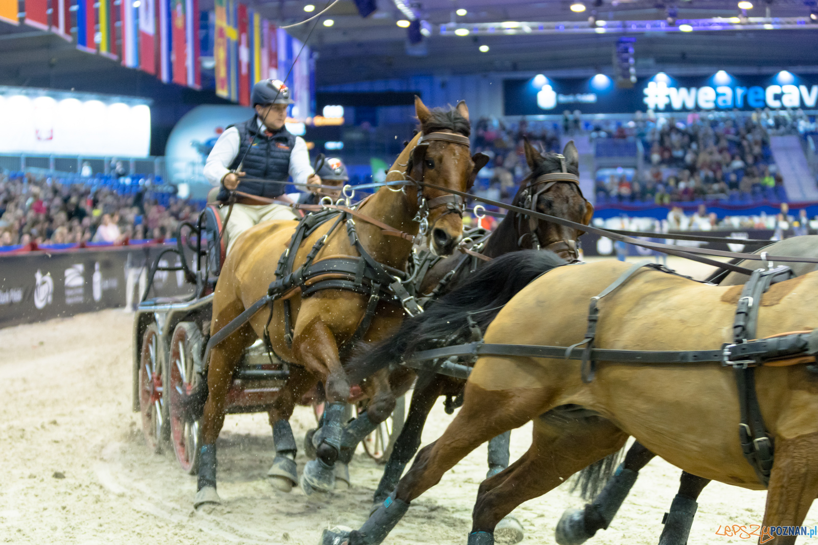 Cavaliada - Halowy Puchar Polski w Powożeniu Zaprzęgami Cztero Foto: lepszyPOZNAN.pl/Piotr Rychter Cavaliada - Halowy Puchar Polski w Powożeniu Zaprzęgami Cztero Foto: lepszyPOZNAN.pl/Piotr Rychter