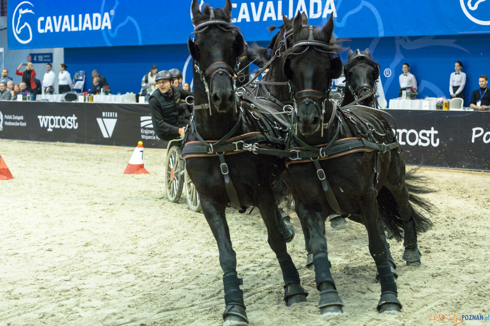 Cavaliada - Halowy Puchar Polski w Powożeniu Zaprzęgami Cztero Foto: lepszyPOZNAN.pl/Piotr Rychter Cavaliada - Halowy Puchar Polski w Powożeniu Zaprzęgami Cztero Foto: lepszyPOZNAN.pl/Piotr Rychter