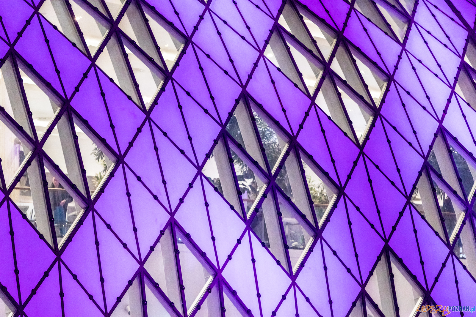 Spacer dla Wcześniaka - fioletowe światełko do nieba Foto: lepszyPOZNAN.pl/Piotr Rychter Spacer dla Wcześniaka - fioletowe światełko do nieba Foto: lepszyPOZNAN.pl/Piotr Rychter