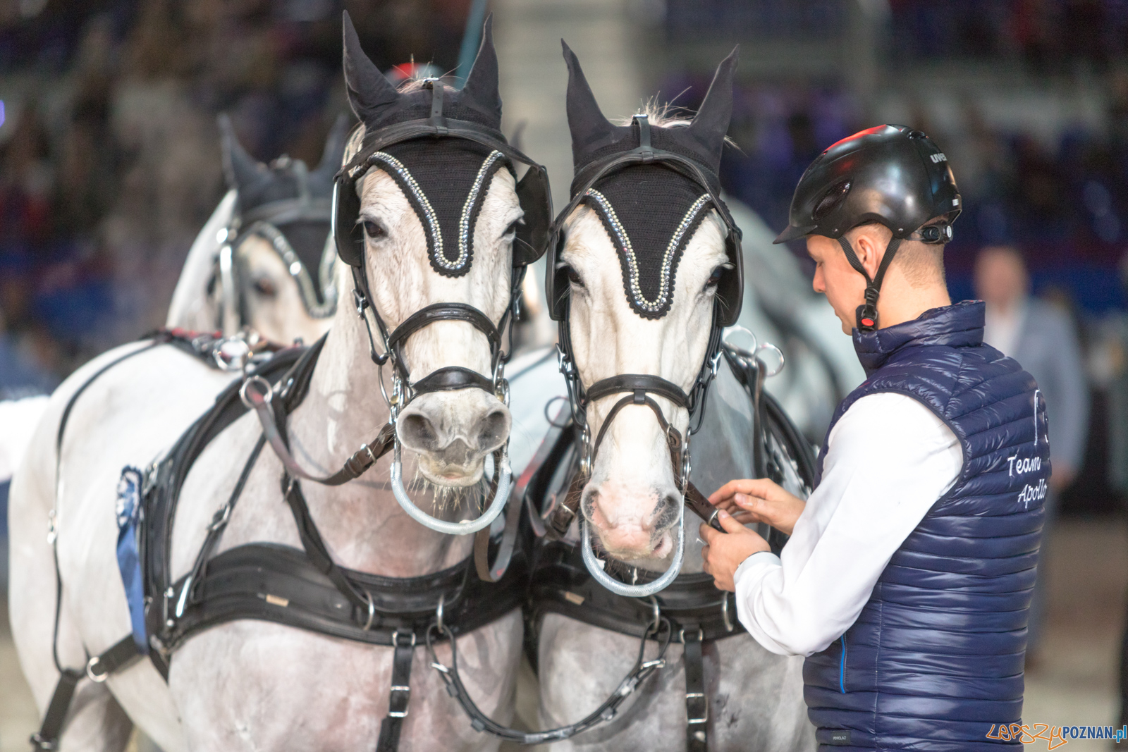 Cavaliada - Halowy Puchar Polski w Powożeniu Zaprzęgami Cztero Foto: lepszyPOZNAN.pl/Piotr Rychter Cavaliada - Halowy Puchar Polski w Powożeniu Zaprzęgami Cztero Foto: lepszyPOZNAN.pl/Piotr Rychter