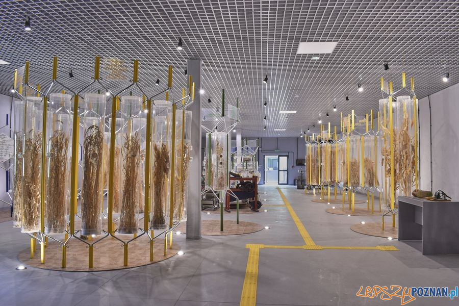 Muzeum Rolnictwa w Szreniawie (8) Foto: materiały prasowe muzeum Muzeum Rolnictwa w Szreniawie (8) Foto: materiały prasowe muzeum