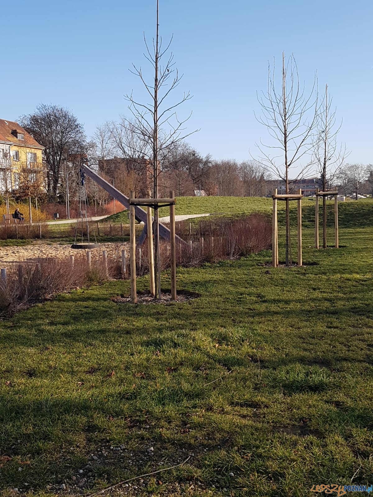 Park Stare Koryto - nowe drzewa Foto: Zarząd Zieleni Miejskiej Park Stare Koryto - nowe drzewa Foto: Zarząd Zieleni Miejskiej