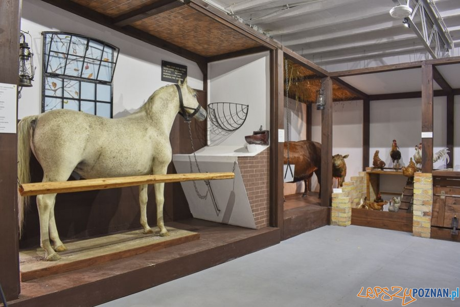 Muzeum Rolnictwa w Szreniawie (5) Foto: materiały prasowe muzeum Muzeum Rolnictwa w Szreniawie (5) Foto: materiały prasowe muzeum