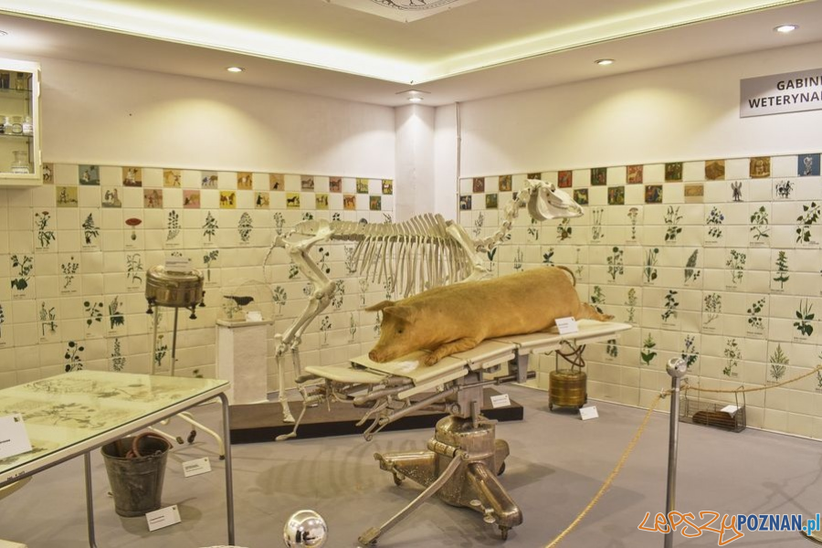 Muzeum Rolnictwa w Szreniawie (6) Foto: materiały prasowe muzeum Muzeum Rolnictwa w Szreniawie (6) Foto: materiały prasowe muzeum